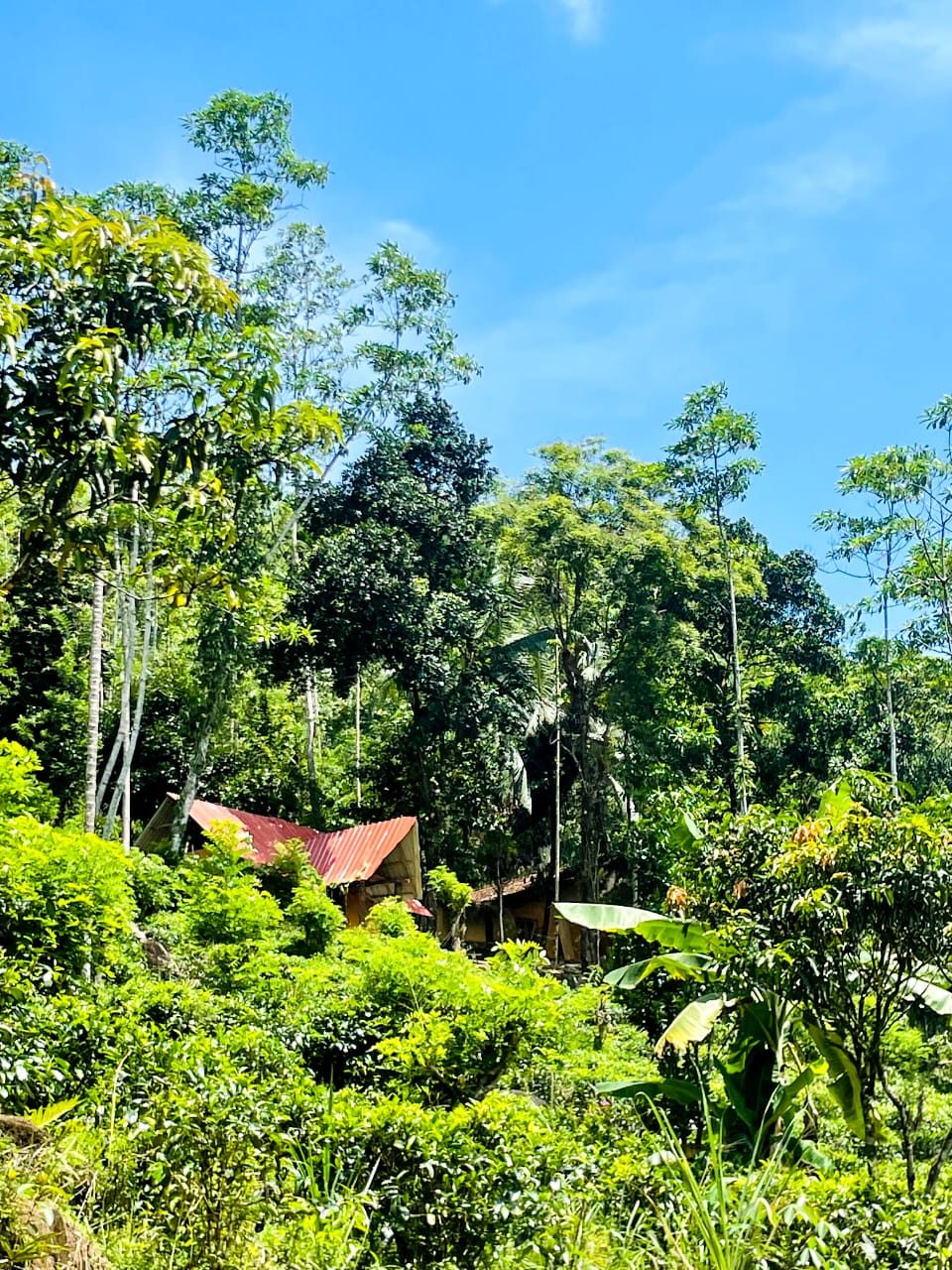 Tea Garden Villa